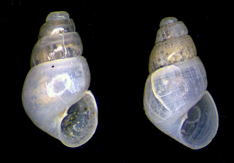 Odostomia da confermare